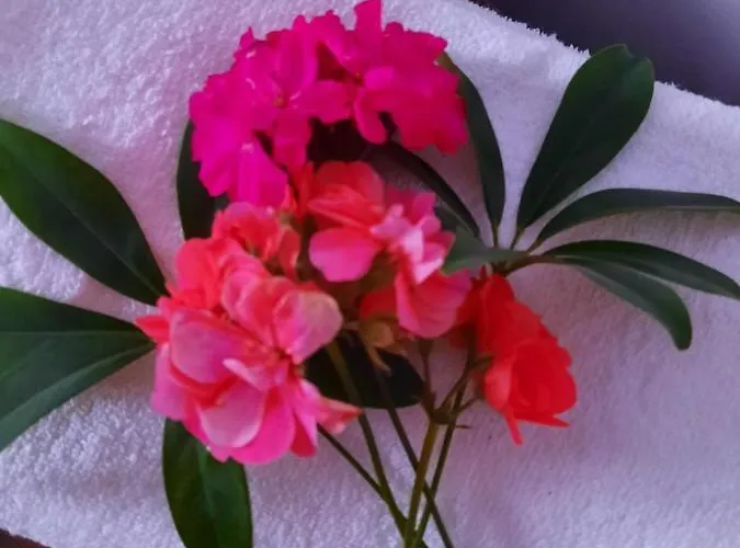 招待所 Casa Bianca-maria 艾福雷诺德